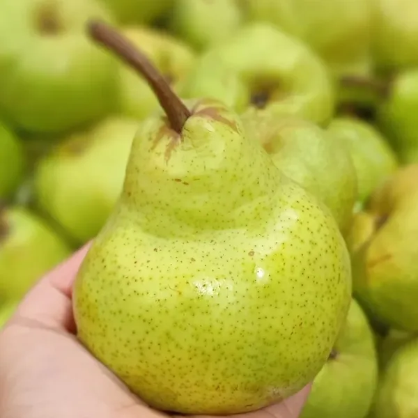 Pêra importada kg — stories Bonno 29/10/2026, loja de Dionísio Cerqueira (Instagram @bonnoatacarejo)